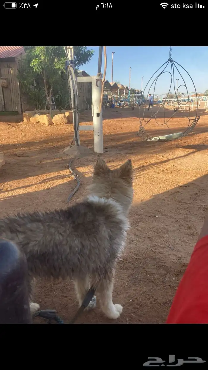 هاسكي مالموت بيور لتبني برسوم 2