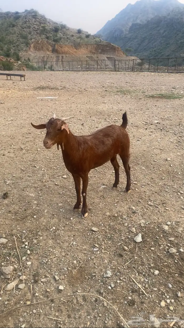 جفره دهما مطوره 1