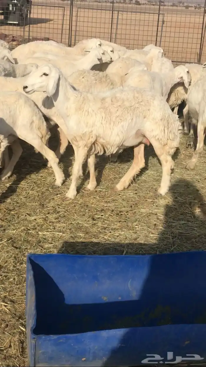 رخال حرش خلفات مراح 1