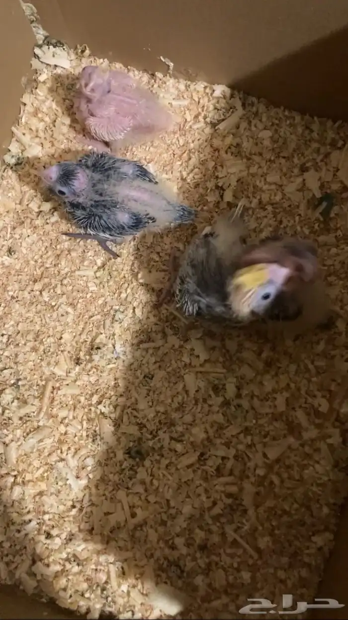 فروخ كروان للبيع ( تم البيع ) 0