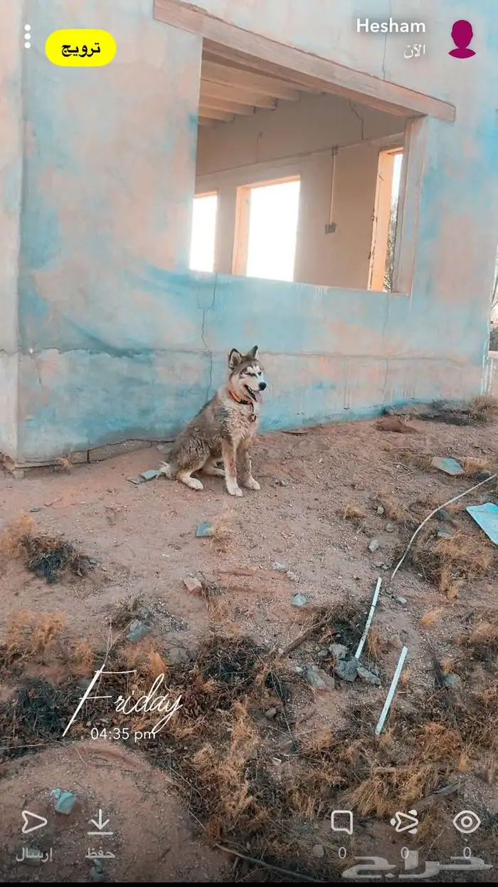 هاسكي مالموت بيور لتبني برسوم 1