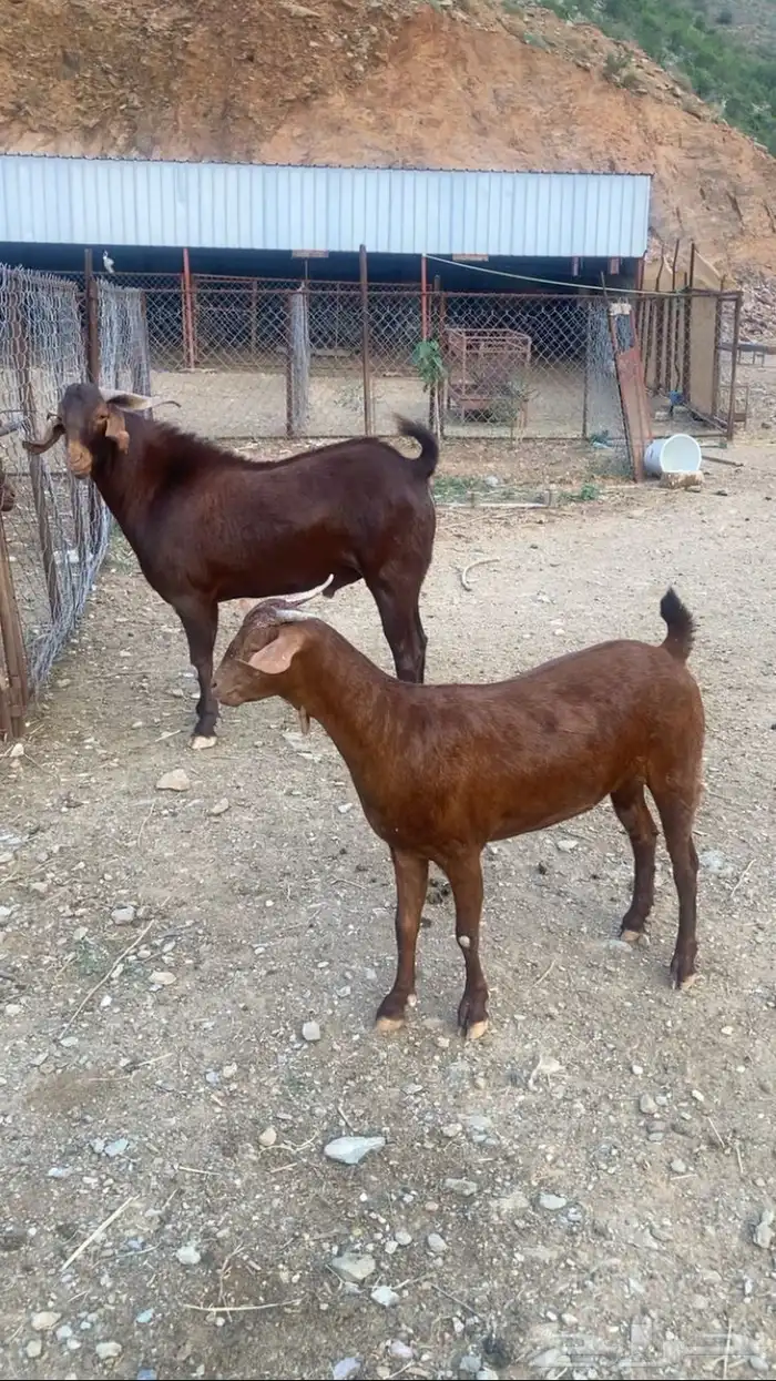 جفره دهما مطوره 0