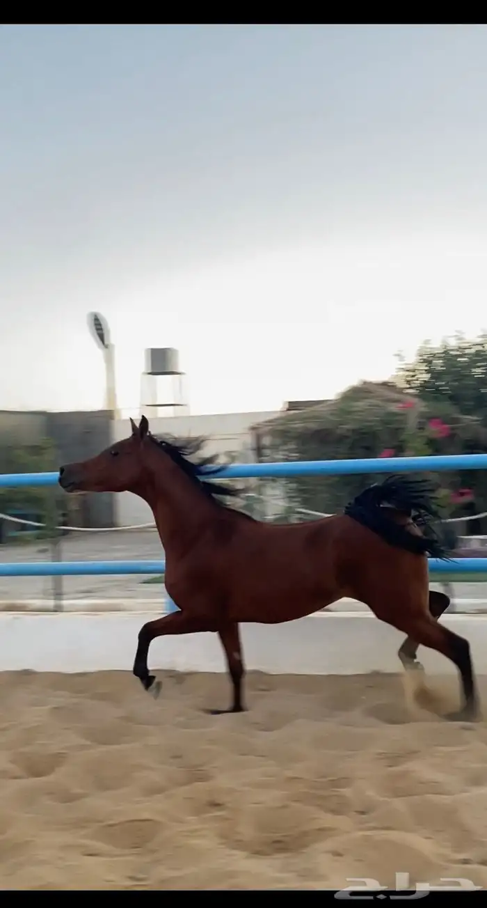 مهره شعبيه فاخخرره 0