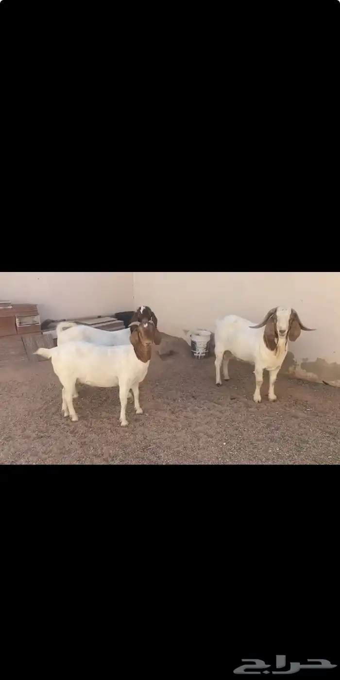بورقوت اصل 3