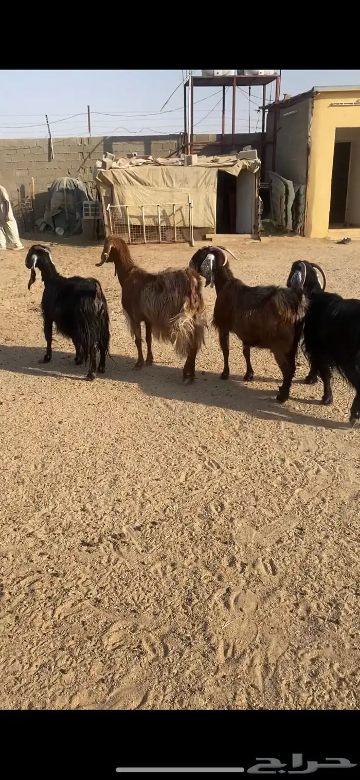 معزا شرط الضريع مشاريك 4 0
