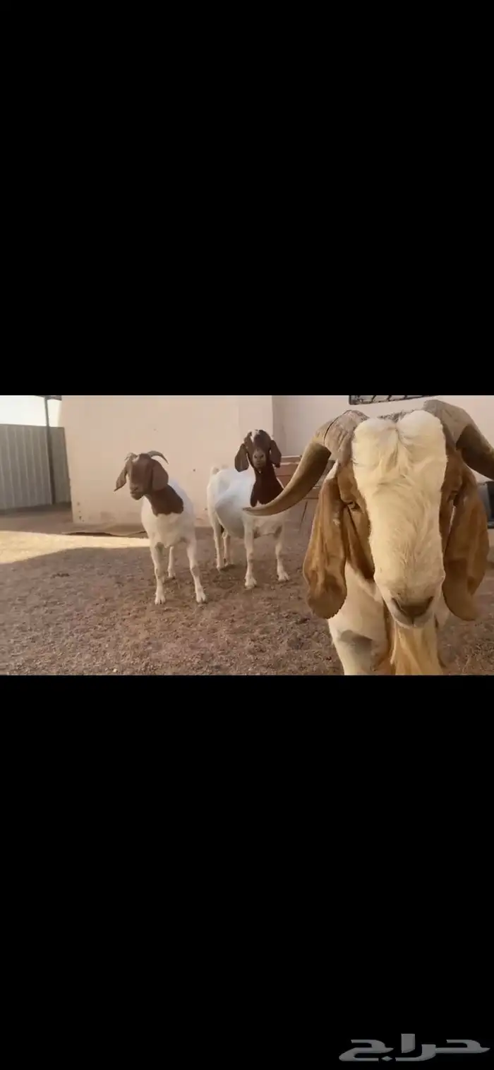 بورقوت اصل 0