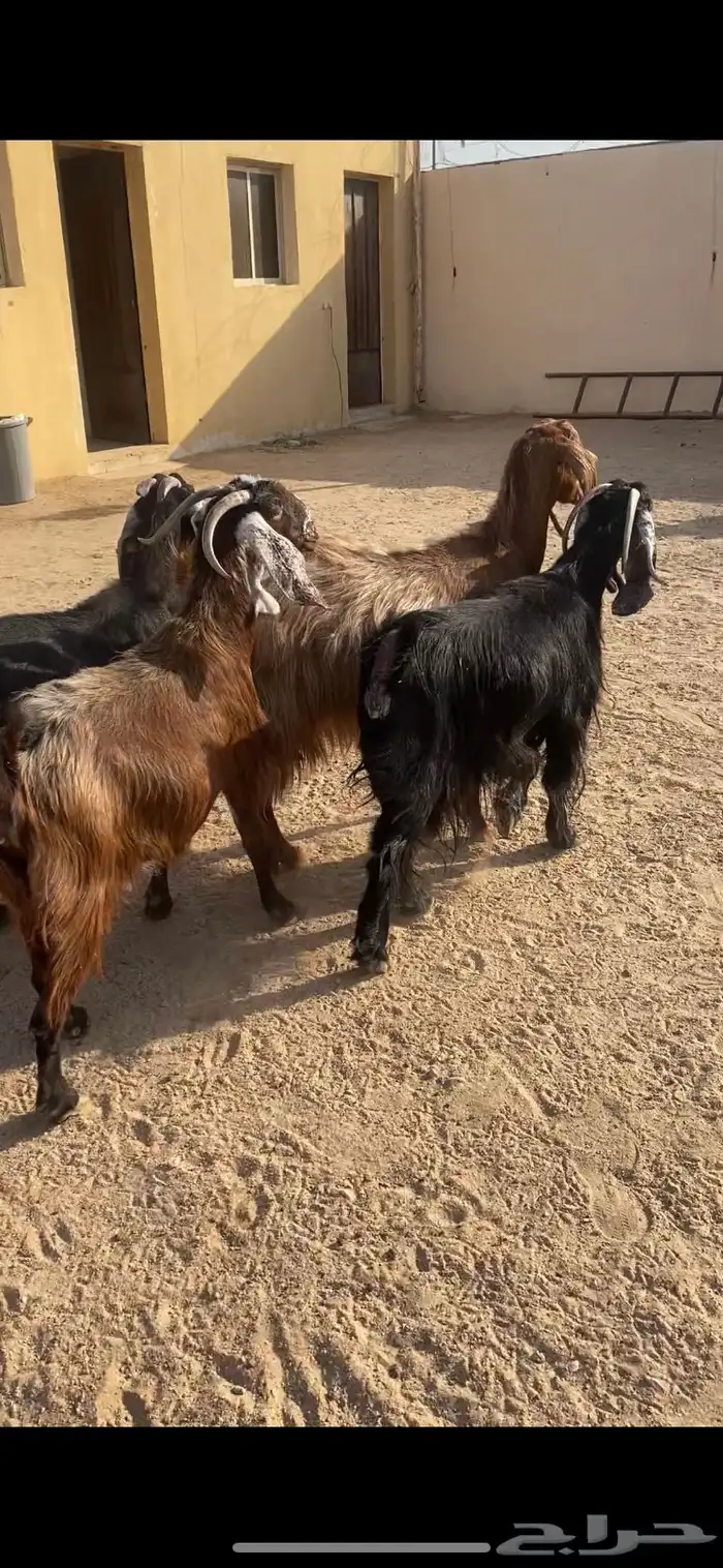 معزا شرط الضريع مشاريك 4 4