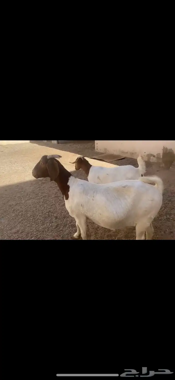 بورقوت اصل 2