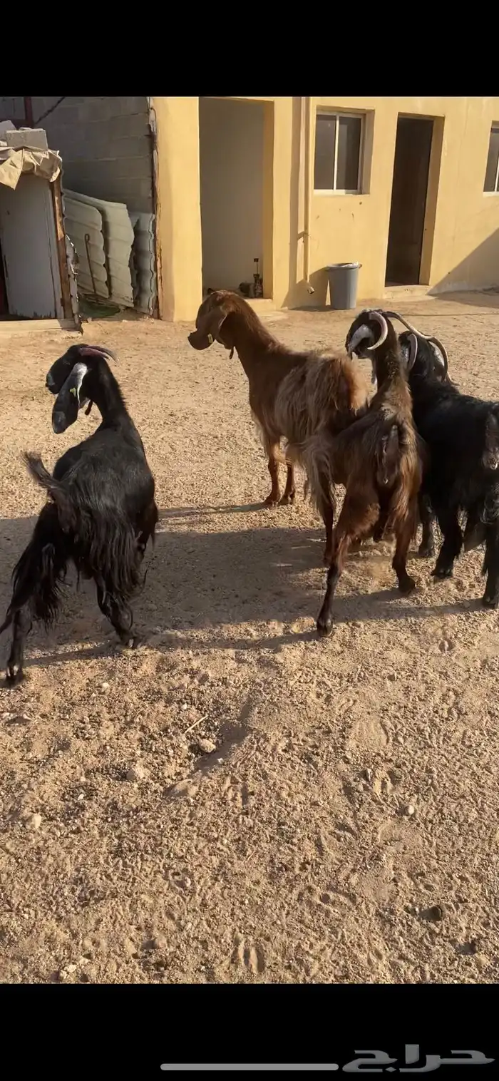 معزا شرط الضريع مشاريك 4 2