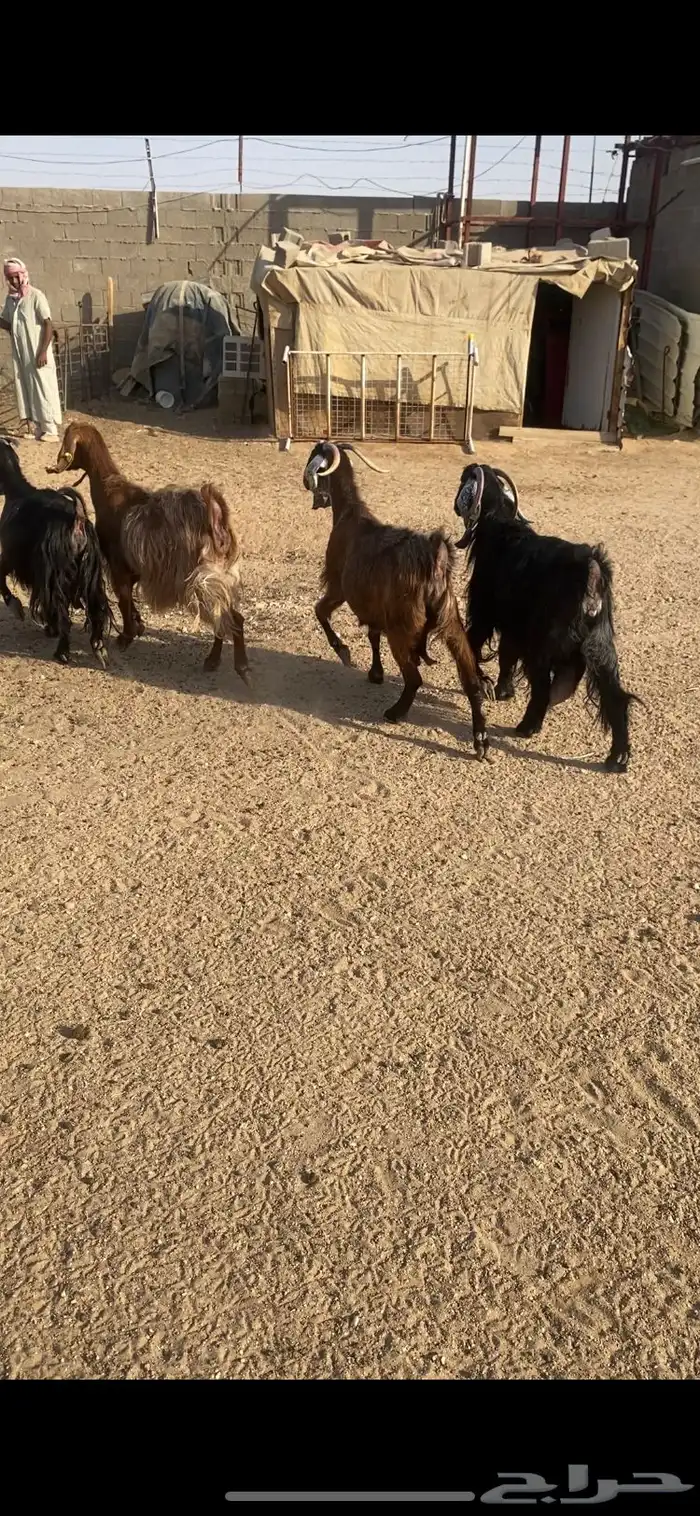 معزا شرط الضريع مشاريك 4 1