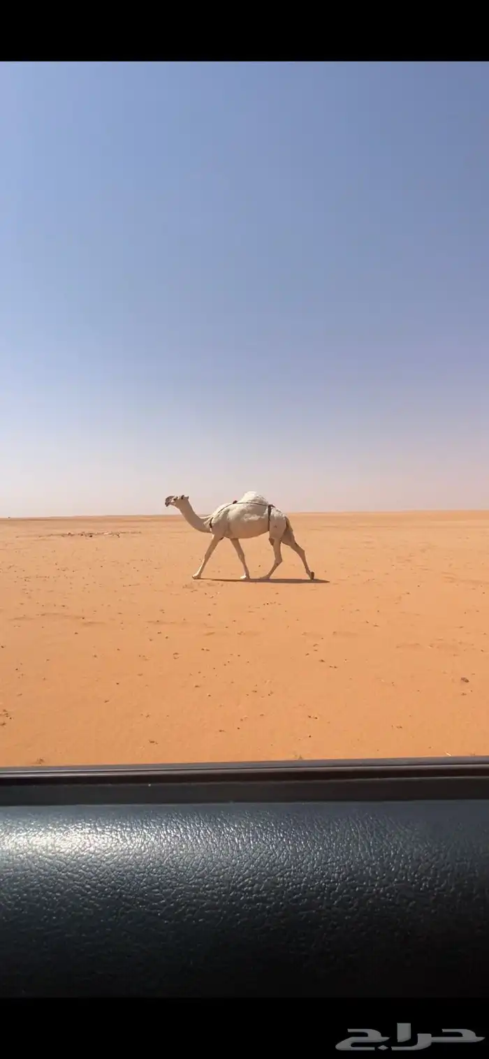 لقحه 0