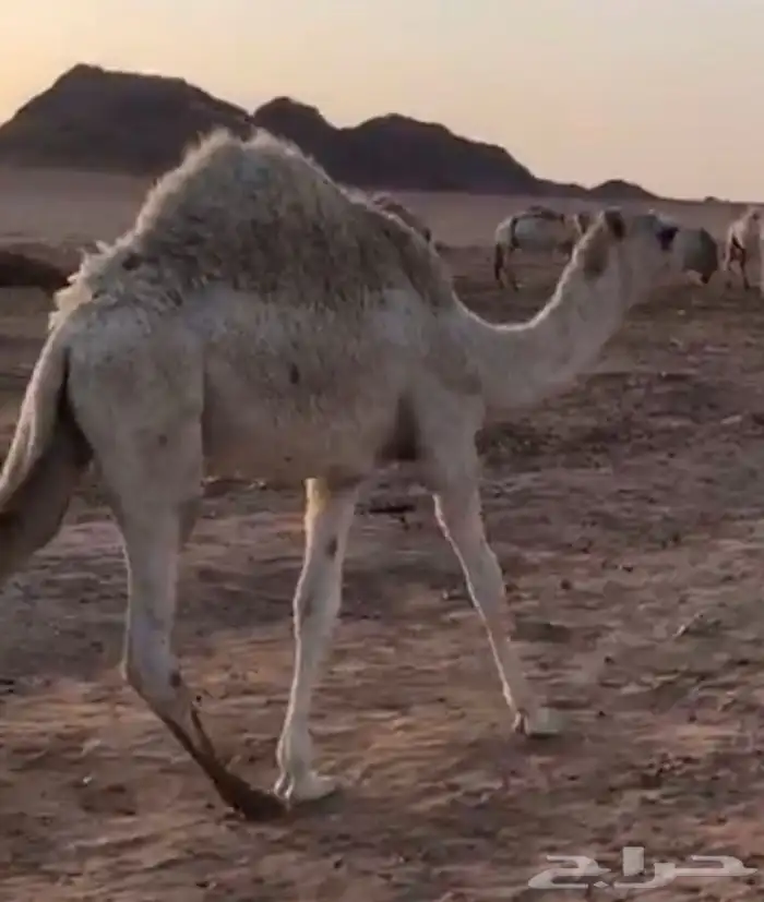 قعود للبيع الموقع الشملي 1