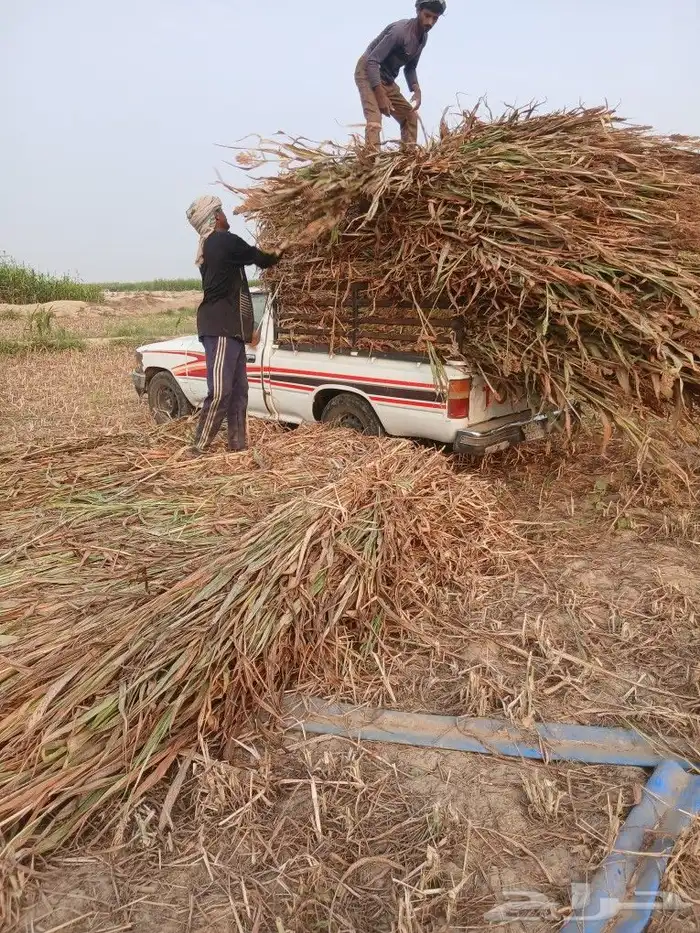 يوجد لدينا علف خلف وطيب نظيف 2