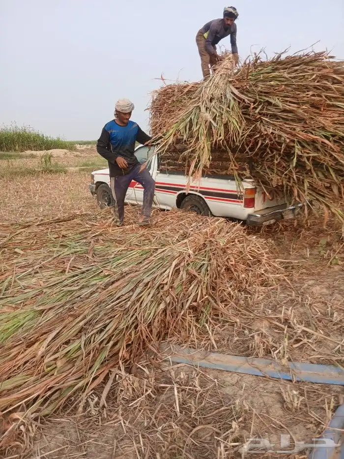 يوجد لدينا علف خلف وطيب نظيف 0