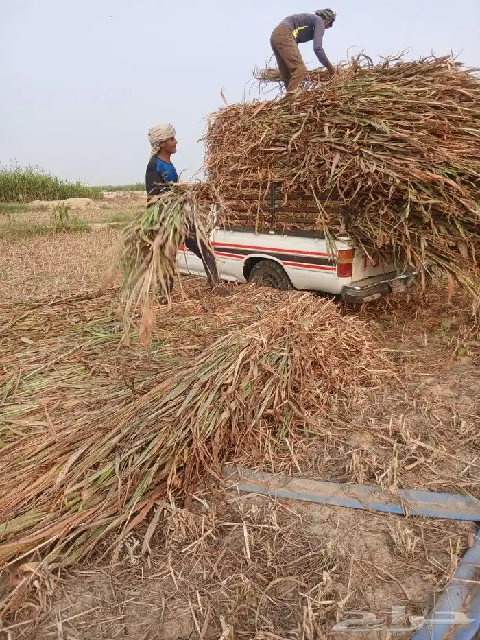 يوجد لدينا علف خلف وطيب نظيف 1