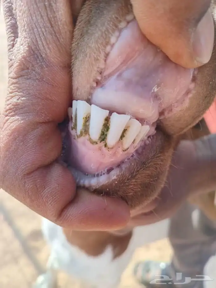 بورقوت اصل 5