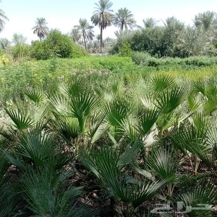 أشجار مثمره وزينه 2