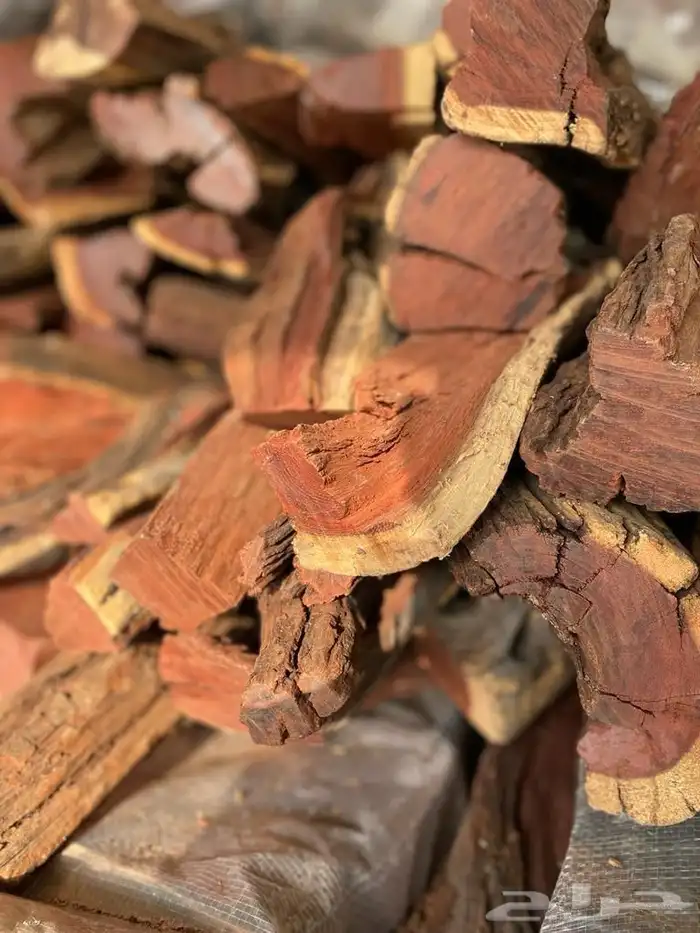 حطب سمر و قرض افريقي جملة الجمله 6