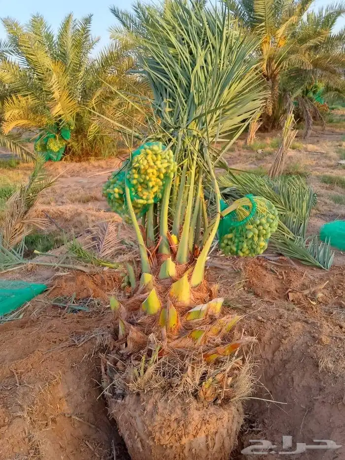 نخل مثمر نقايل فسائل فراخه صقعي إخلاص ونانه دخيني سلج مكتومي 1