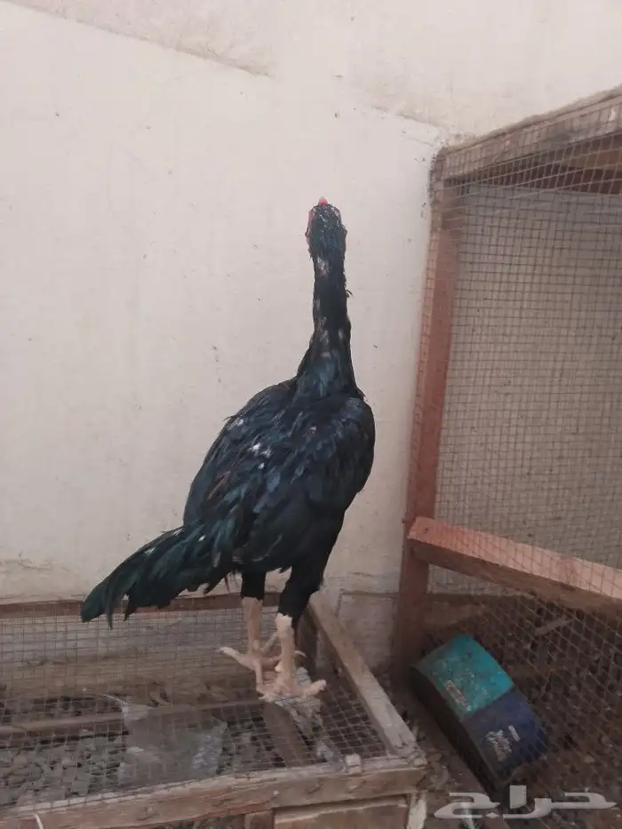 ديك سندي 1