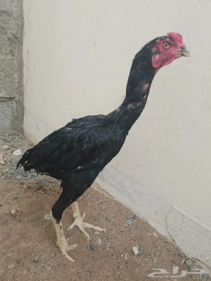 ديك سندي 0