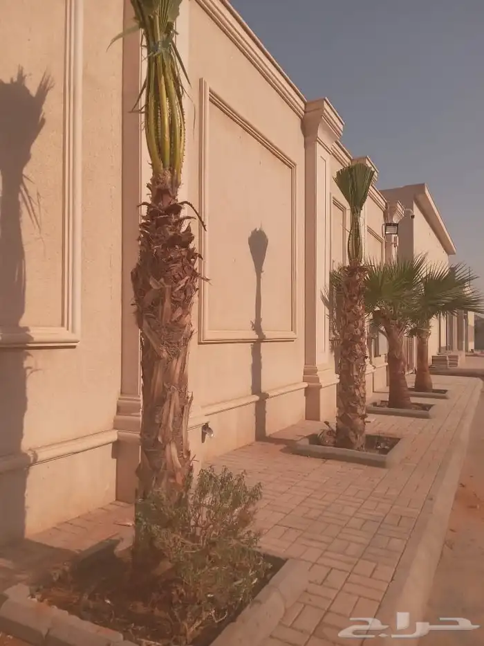 نخل واشنطني زينه ابو مروحه نحيف جميع المقاسات 2