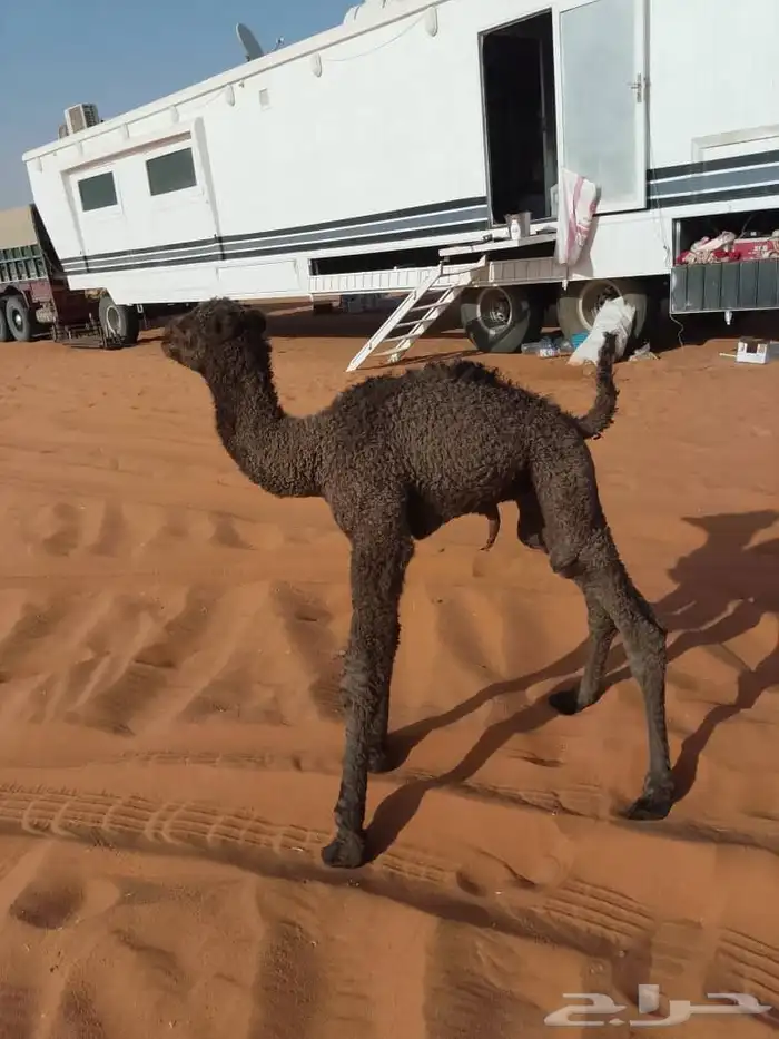 قعود ضيار 1