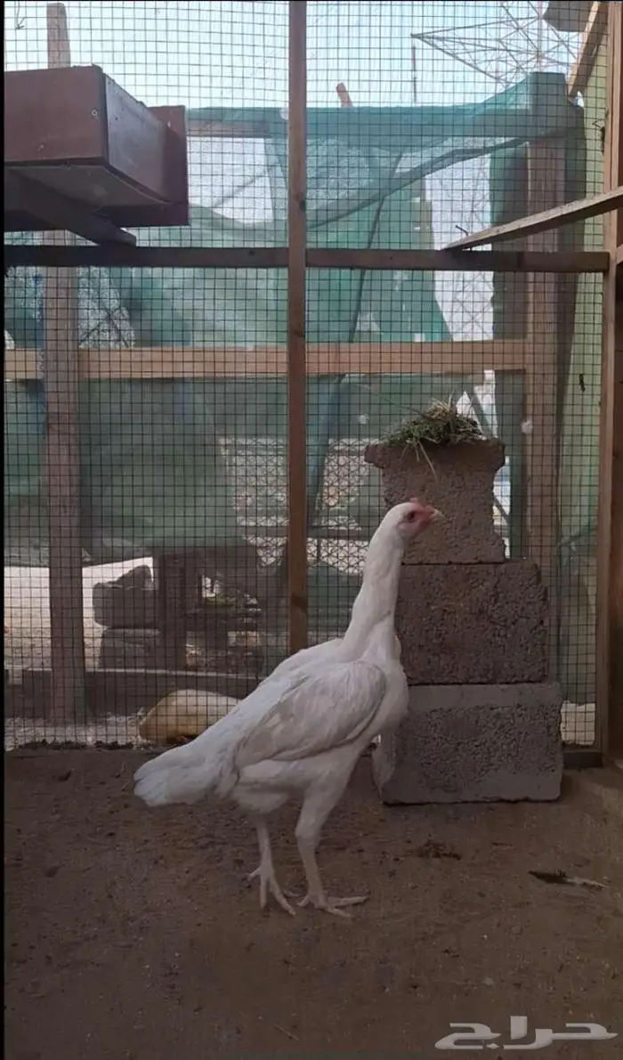 دجاجه سندي 0