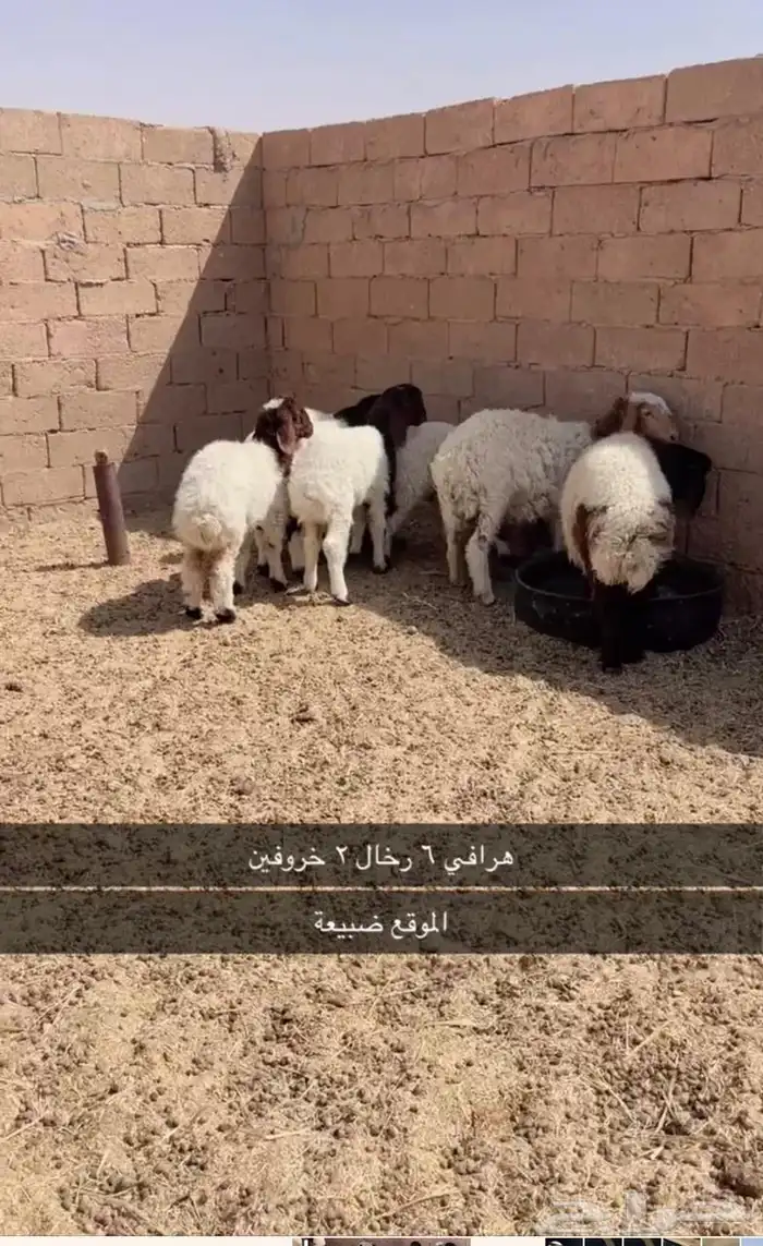 هرافي 0