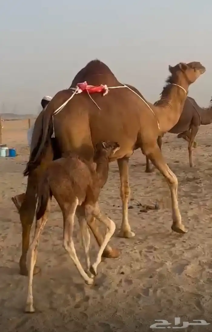 خلفه حمراء ساحليه معها بكره 1