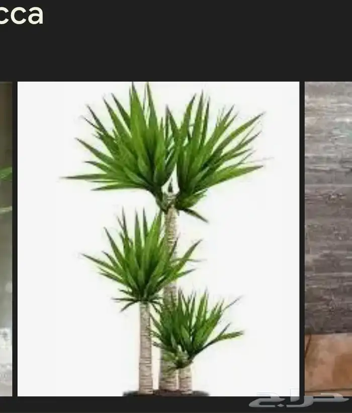 تنسيق حدائق ومظلات 8