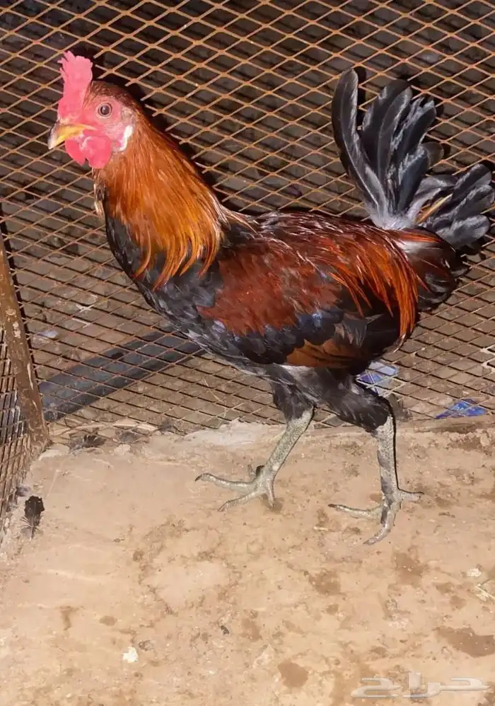 للبيع دجاج ذكور 2