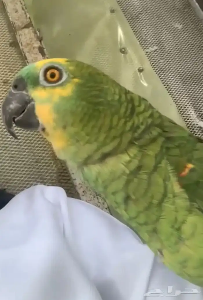 للبيع ببغاء امزوني بلوفرنت متكلم جري 0