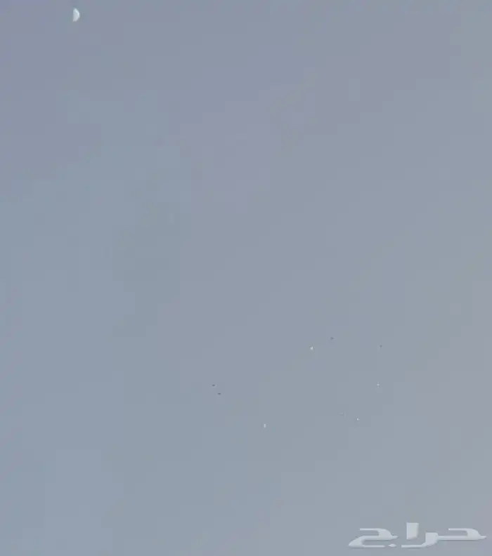 حمام باكستاني للبيع 0