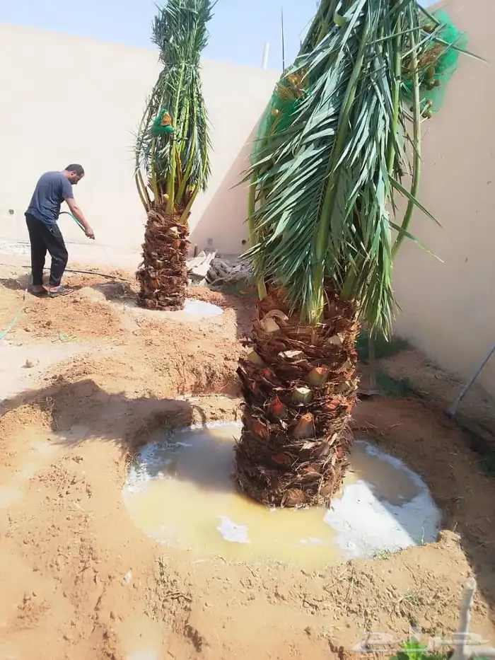 نخل للبيع جميع النواع انخل العربي سكري إخلاص برحي صقعي مجدول 3