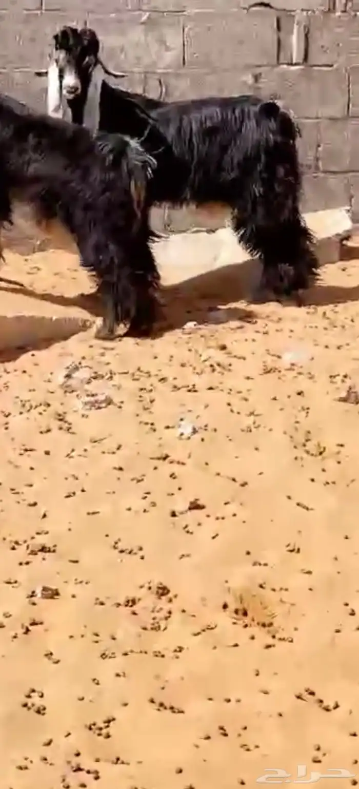 تيس مخصي 0