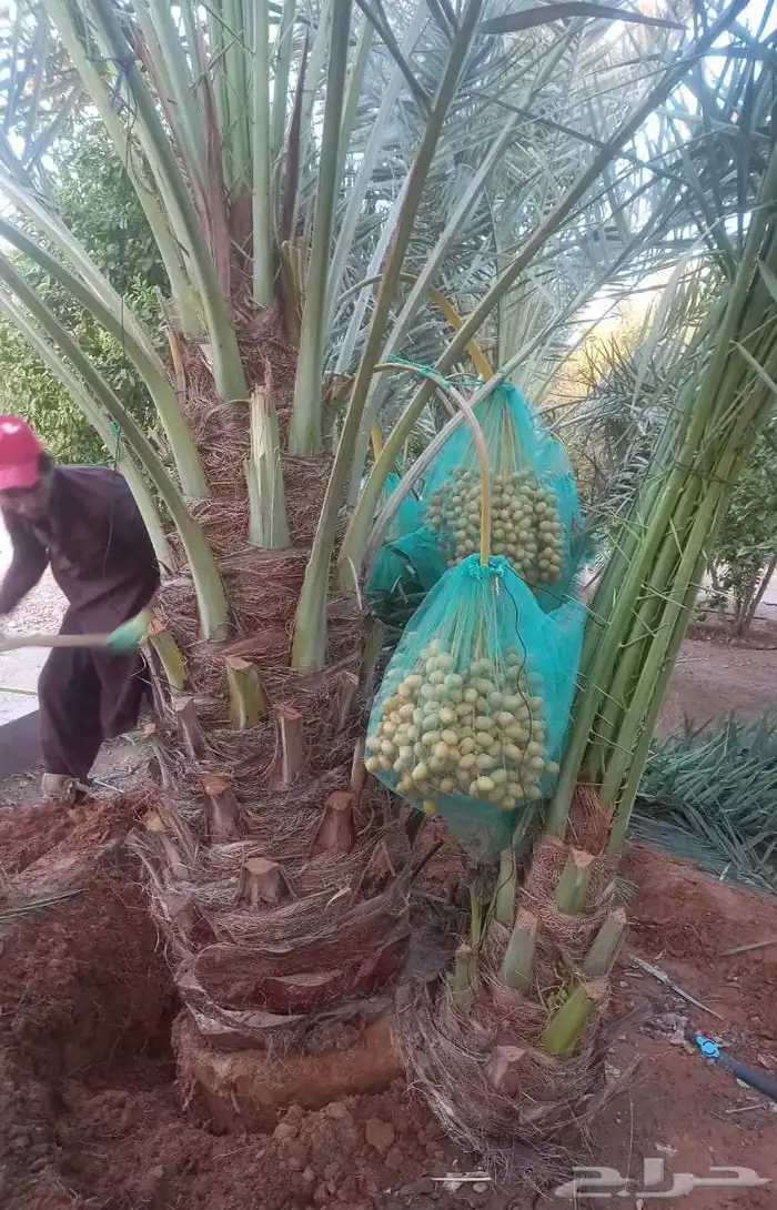 نخل مثمر فاخر نخل واشنطني خلاص سكري صقعي شيشي 1