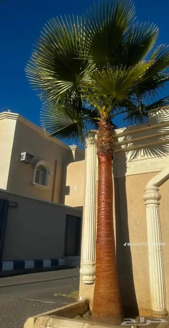 ابوراشد للنخيل العربي والنخيل الزينه الواشنط 3