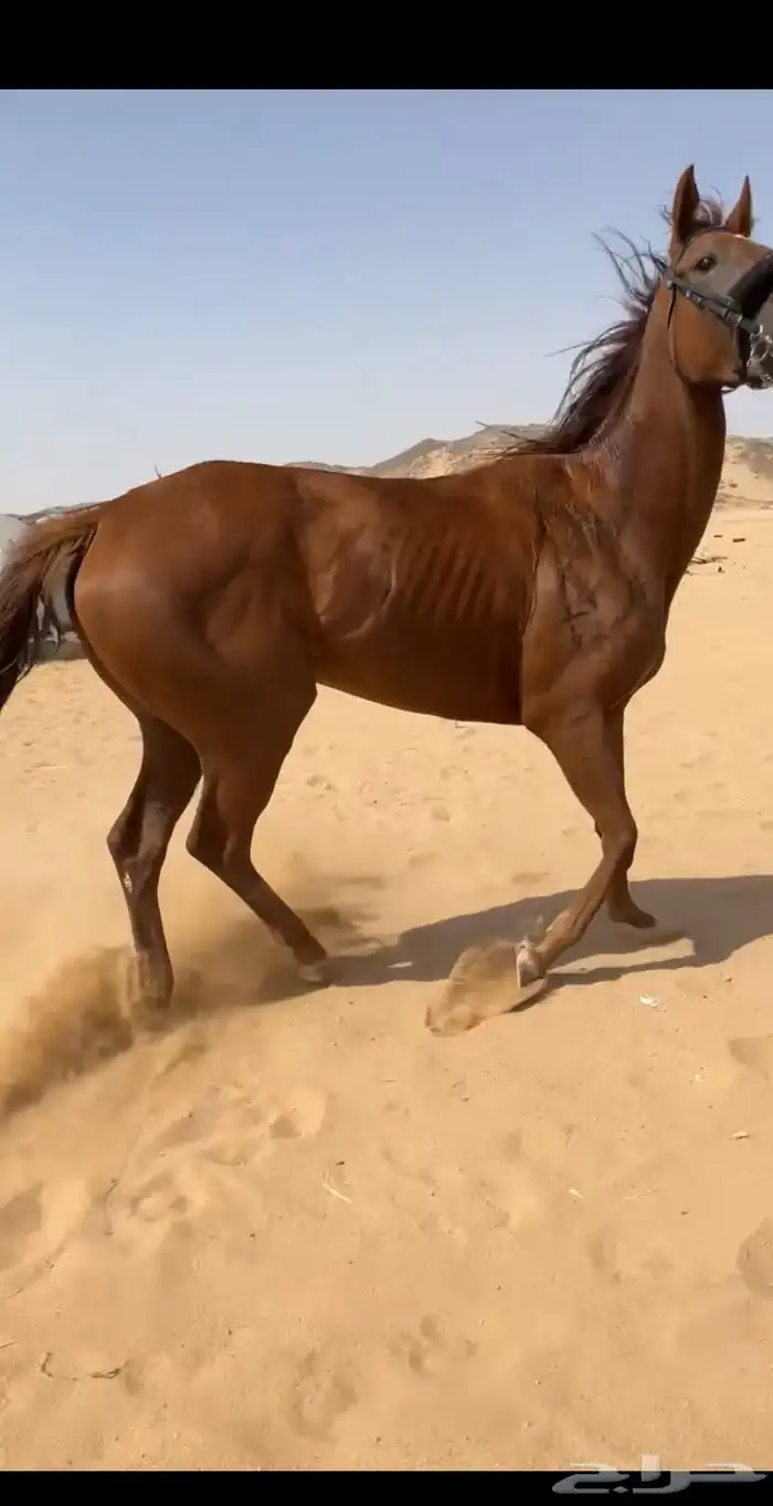 فرس 2