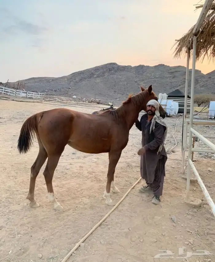فرس شعبيه للبيع 2