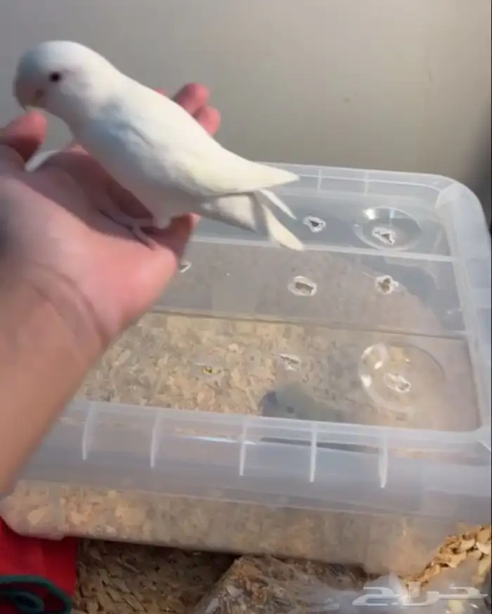 فرخ روز و روز مفطوم 0