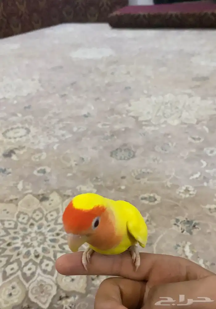 عصافير روز أليفه 4