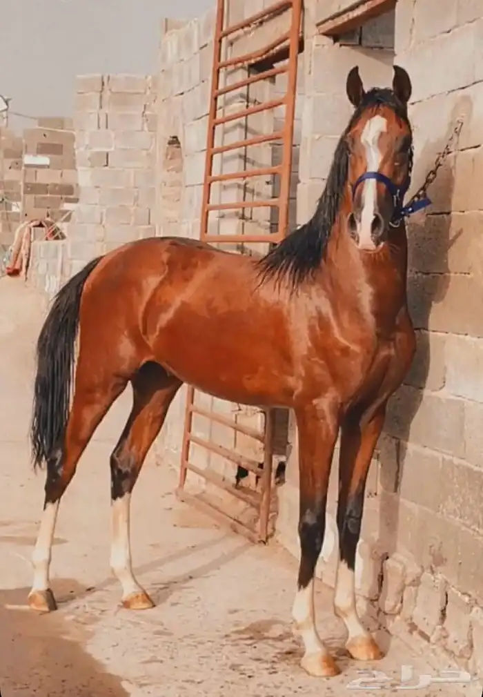 حصان عربي فاخر 1