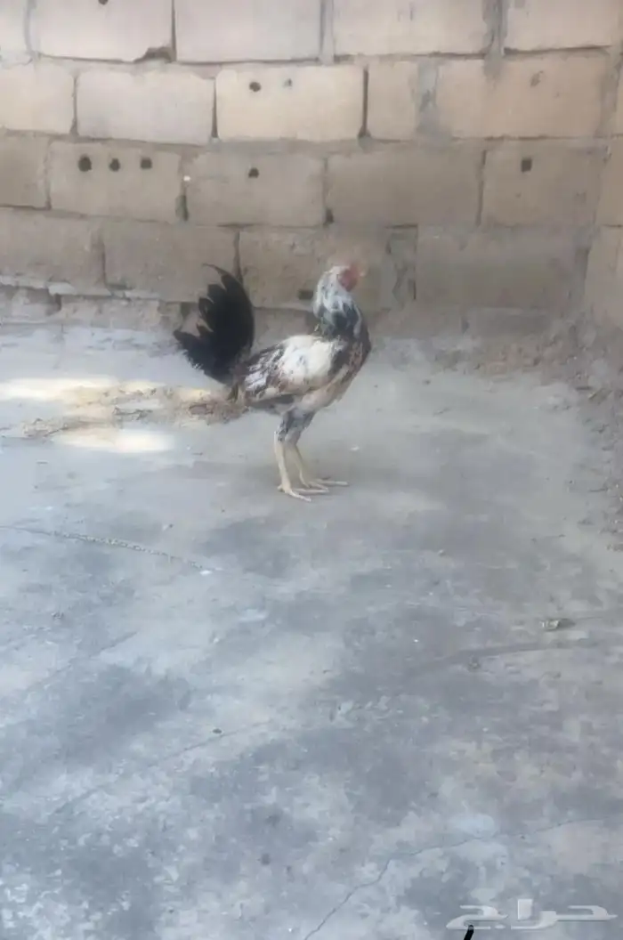 للبيع دجاج ذكور 1