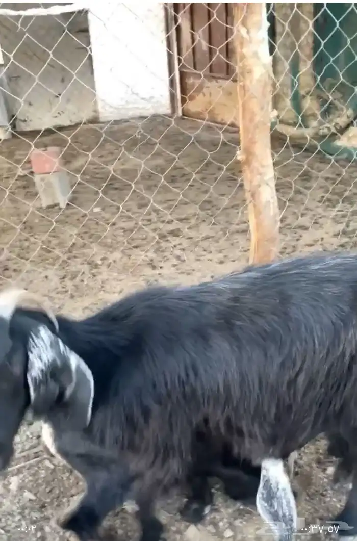 عنز تحتها تيس 4