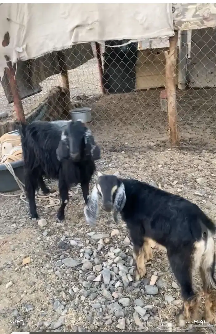 عنز تحتها تيس 0