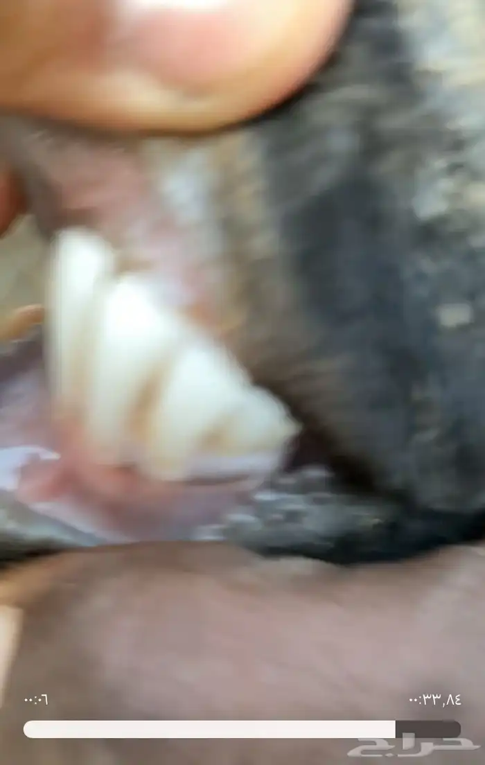 عنز تحتها تيس 3