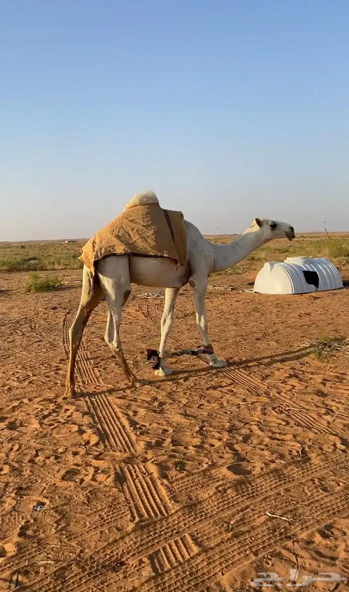 مشاءالله تبارك الله . قعود مفرود 1