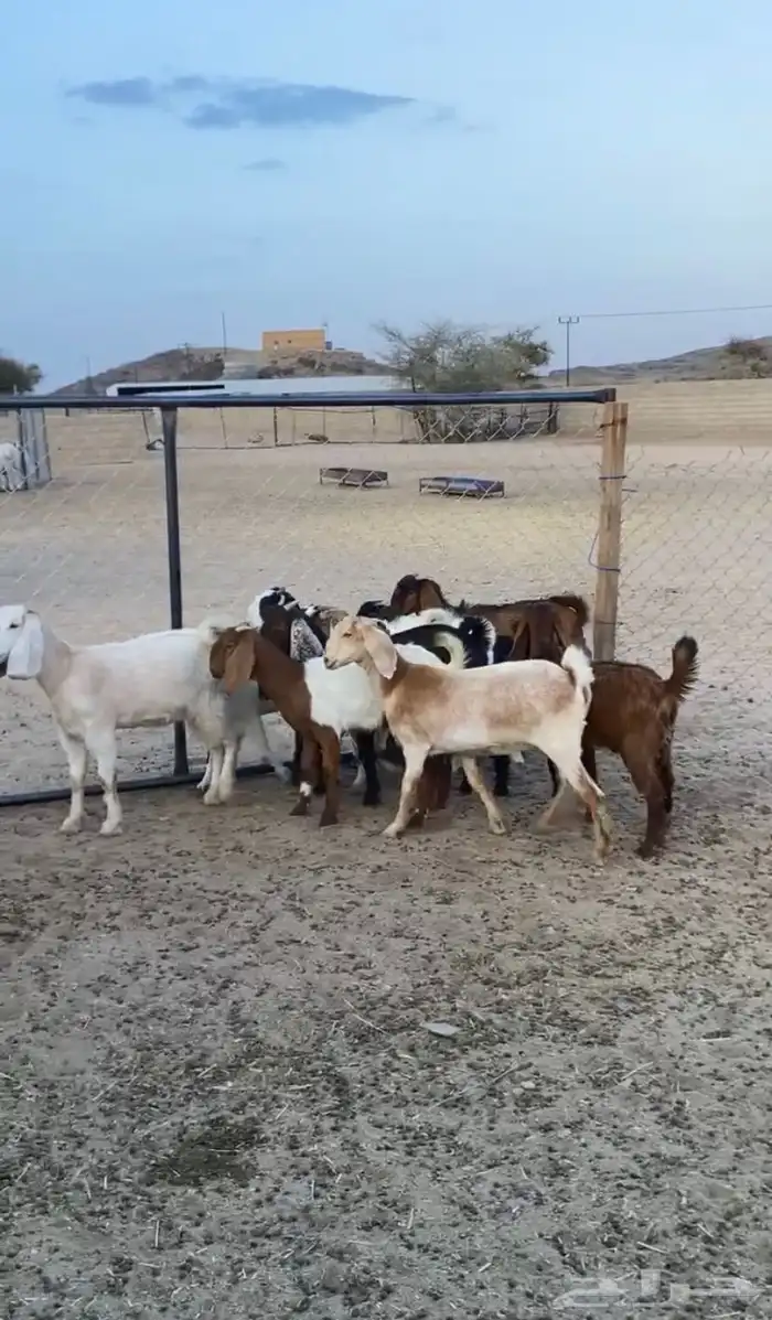 9 من الجمد وتيس 1