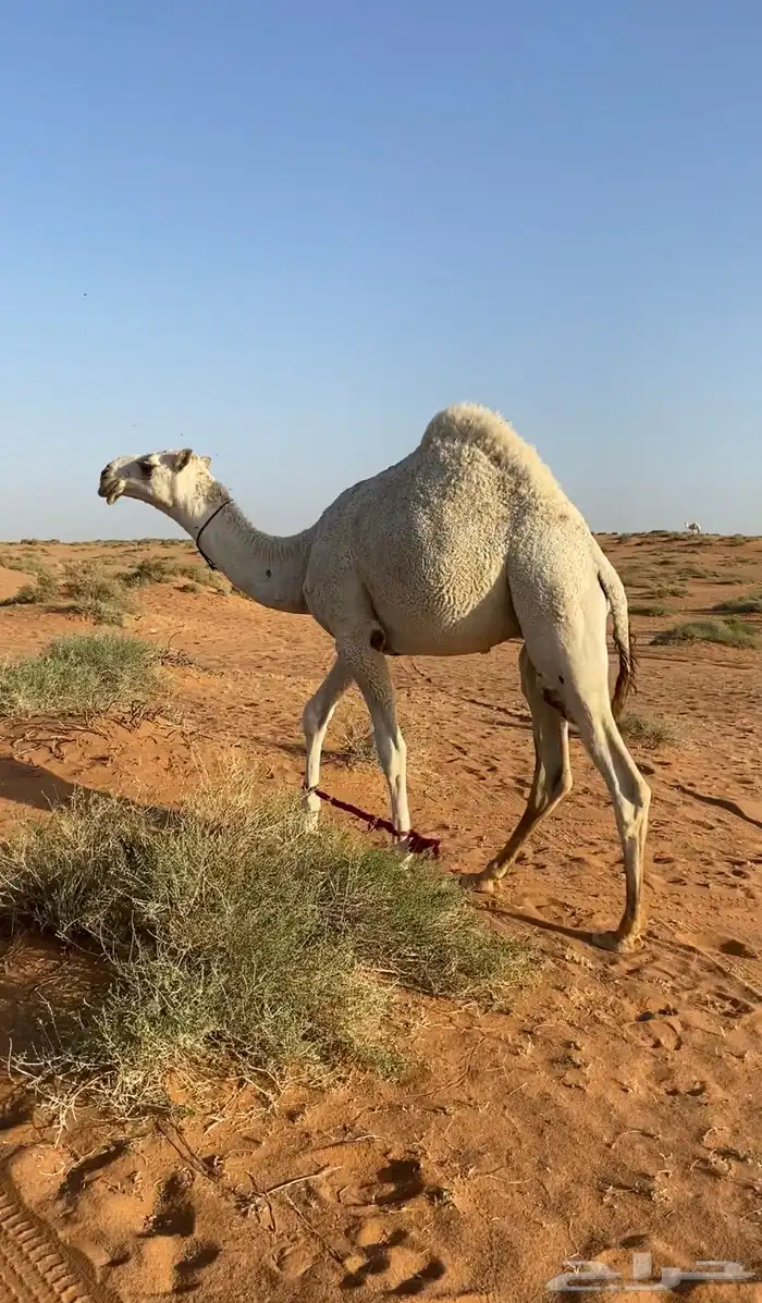 مشاءالله تبارك الله . قعود مفرود 0